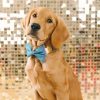 Glitter Dog Bow Tie