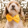 Glitter Dog Bow Tie and Collar