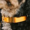 Glitter Dog Collar