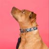 Printed Fabric Dog Collar