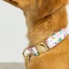 Printed Fabric Dog Collar