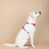 Ultra Comfort Neoprene Dog Harness