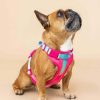 Ultra Comfort Neoprene Dog Harness