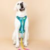 Ultra Comfort Neoprene Dog Harness