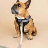 Ultra Comfort Neoprene Dog Harness