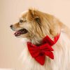 Velvet Dog Babe Bow and Collar