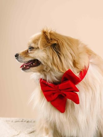 Velvet Dog Babe Bow and Collar
