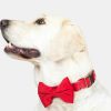 Velvet Dog Bow Tie