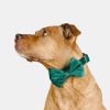 Velvet Dog Bow Tie